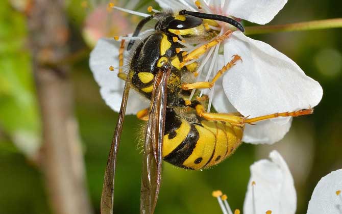 馬蜂入宅預(yù)兆著什么? 馬蜂