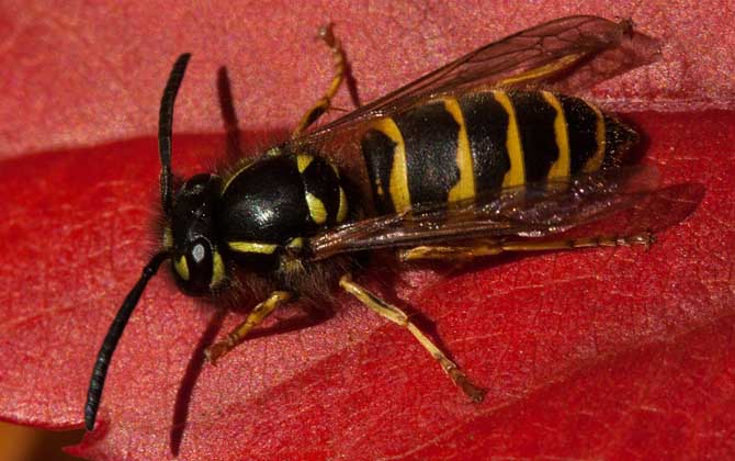 被馬蜂蟄腫了會自愈嗎? 馬蜂