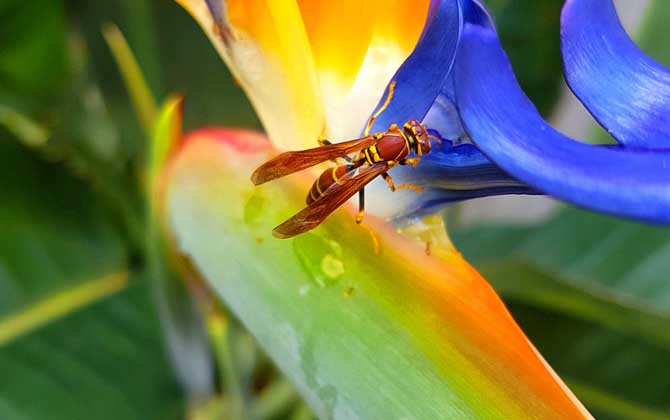 黃蜂進家里預兆死人是真的嗎? 黃蜂