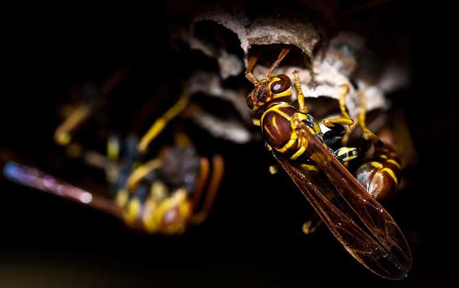 黃蜂進家里預兆死人是真的嗎? 黃蜂