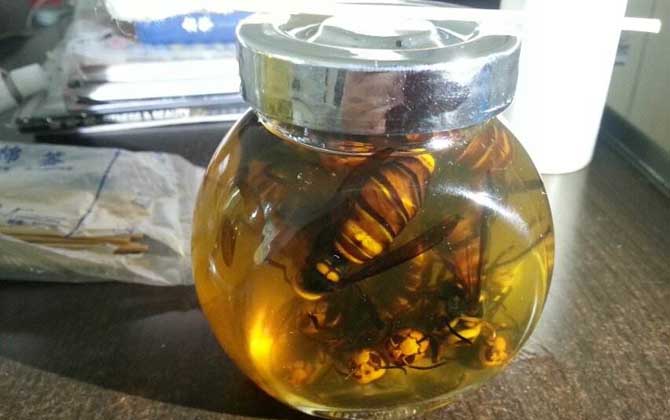 馬蜂泡酒喝死人是真的嗎? 馬蜂泡酒