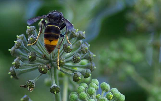牛角蜂在家筑巢怎么辦? 牛角蜂