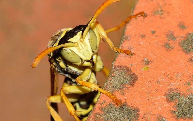 牛角蜂是益蟲還是害蟲? 牛角蜂