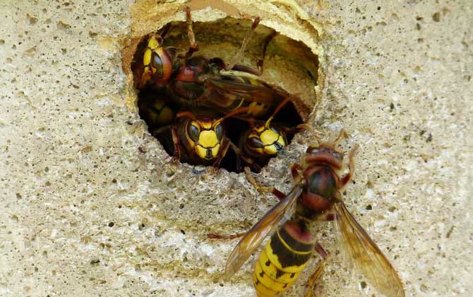 馬蜂蟄了幾個(gè)小時(shí)算安全? 馬蜂