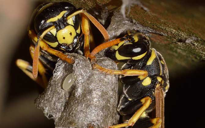 為什么家里招馬蜂? 馬蜂