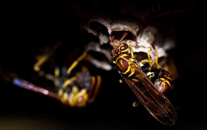 怎么判斷蜂針在不在? 馬蜂