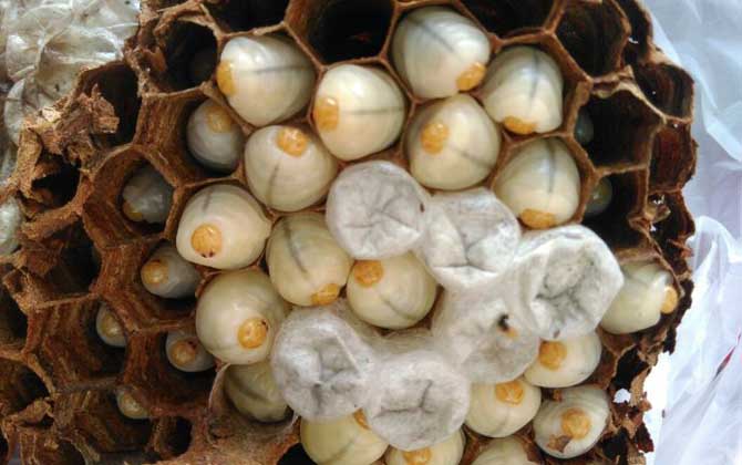 地雷蜂養殖方法及注意事項 地雷蜂