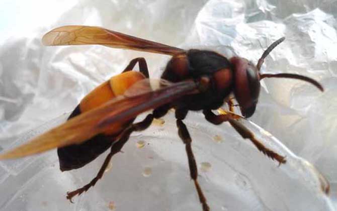 地雷蜂養殖方法及注意事項 地雷蜂