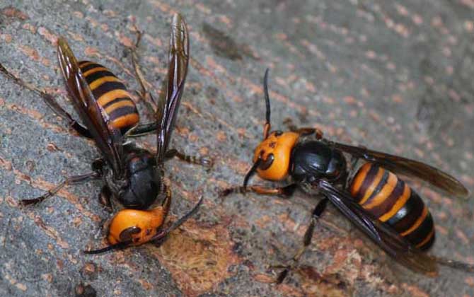 地雷蜂養殖方法及注意事項 地雷蜂