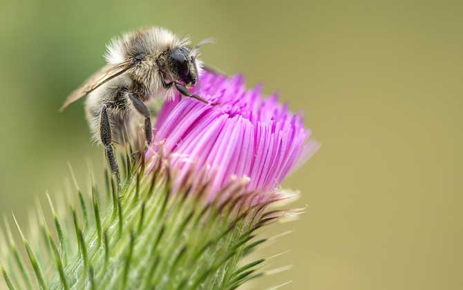 能蟄死人的蜂有哪些? 非洲蜜蜂