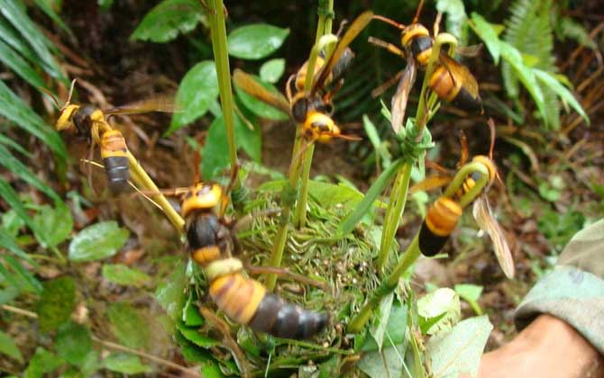 能蟄死人的蜂有哪些? 黑尾胡蜂