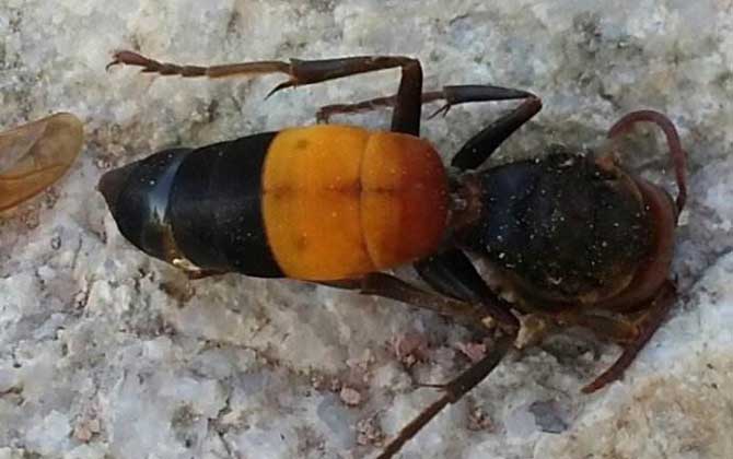 十大最厲害的蜂排行榜 黃腰胡蜂