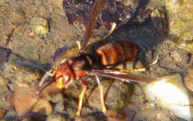 黃腳虎頭蜂的毒性強嗎? 黃腳虎頭蜂
