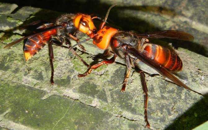 虎頭蜂泡酒有什么功效? 虎頭蜂