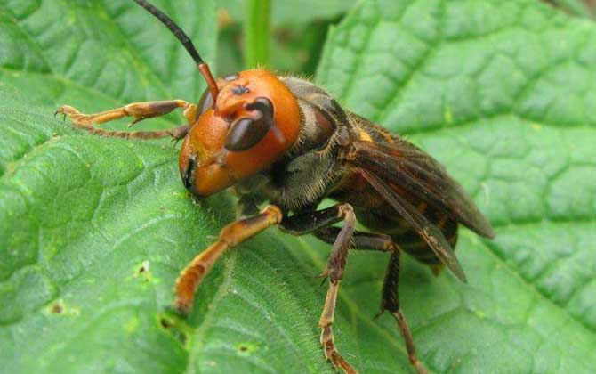 鬼頭蜂和虎頭蜂哪個(gè)厲害? 鬼頭蜂