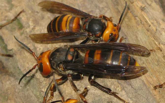 鬼頭蜂和虎頭蜂哪個(gè)厲害? 鬼頭蜂