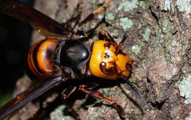 虎頭蜂做窩的風(fēng)水怎么樣? 虎頭蜂