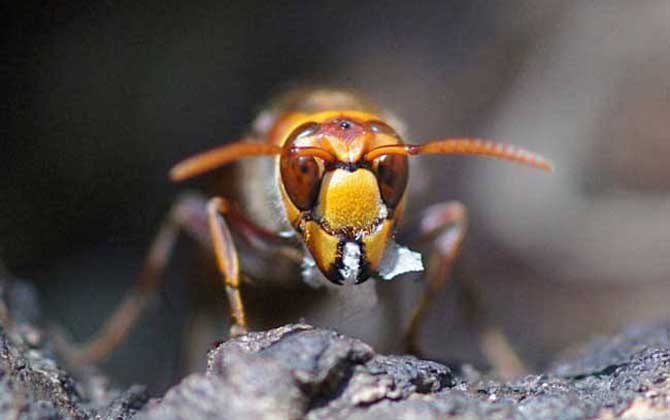 虎頭蜂做窩的風(fēng)水怎么樣? 虎頭蜂