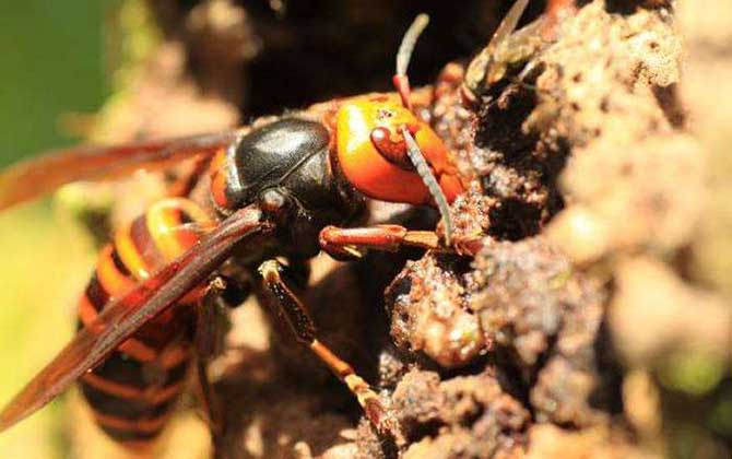 虎頭蜂做窩的風(fēng)水怎么樣? 虎頭蜂