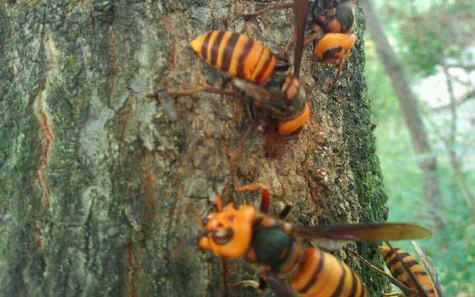 被虎頭蜂蟄了幾天能好? 虎頭蜂