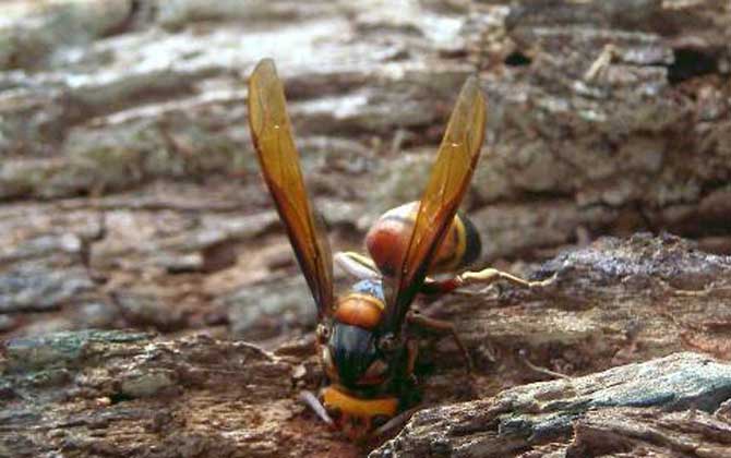 被虎頭蜂蟄了用什么藥? 虎頭蜂