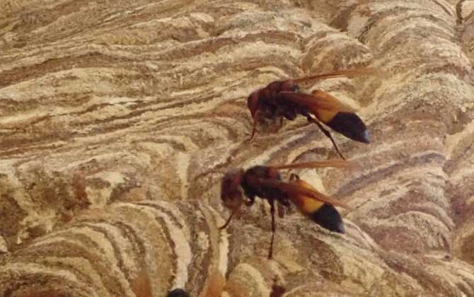 黃腰虎頭蜂蟄了怎么處理? 黃腰虎頭蜂