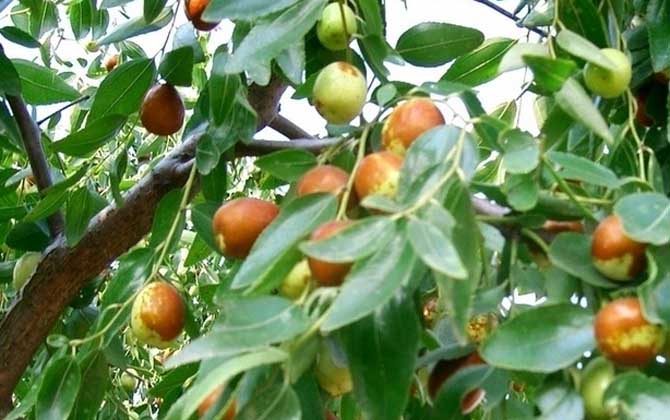 夏季有哪些主要蜜源植物? 棗樹