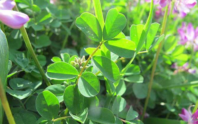 夏季有哪些主要蜜源植物? 苜蓿