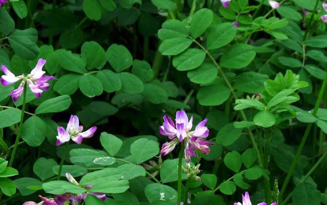 春季有哪些主要蜜源植物? 紫云英