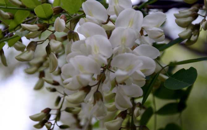 洋槐樹什么時候開花? 洋槐