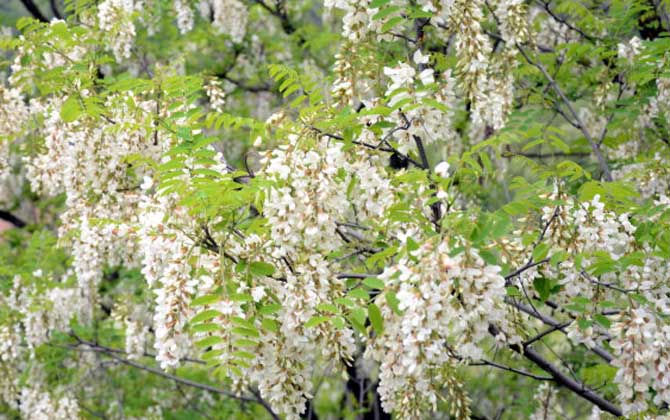 洋槐樹什么時候開花? 洋槐