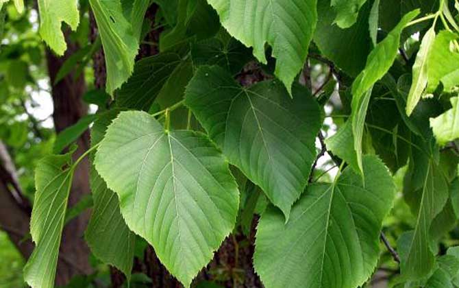 椴樹什么時候開花? 椴樹