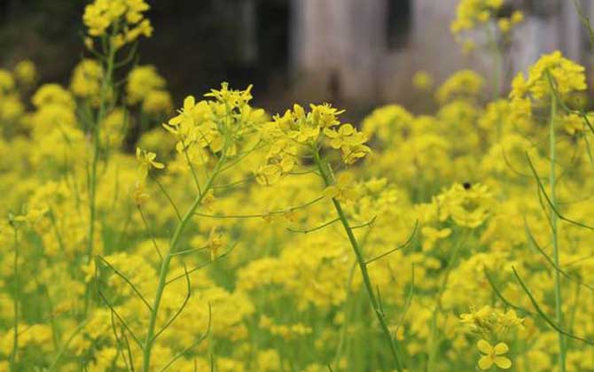 油菜花什么時候開花? 油菜花