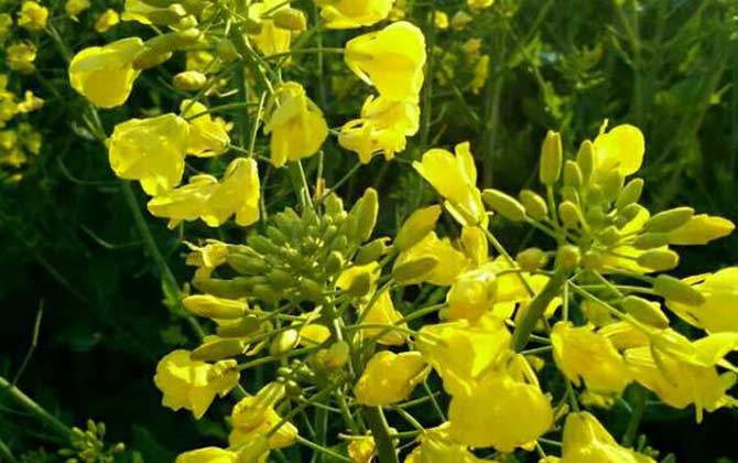 油菜花什么時候開花? 油菜花