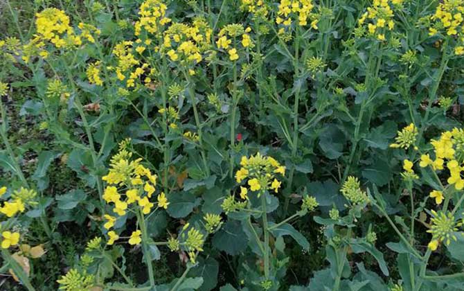 油菜花什么時候開花? 油菜花