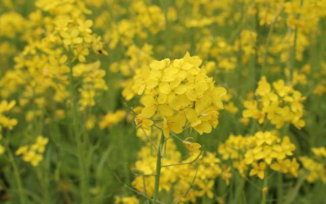 油菜花什么時候開花? 油菜花