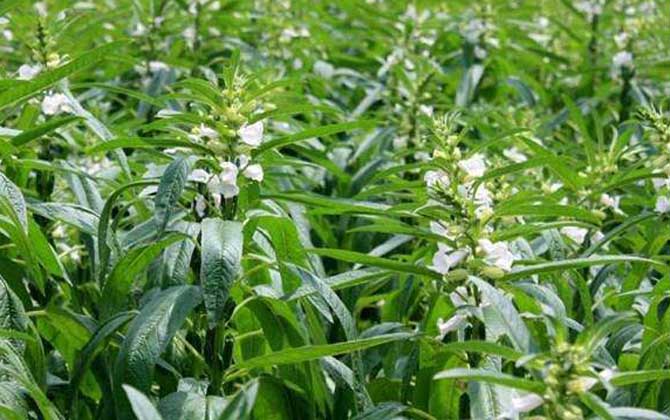 秋季有哪些主要蜜源植物? 芝麻