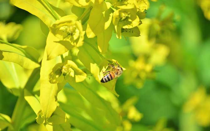 蜜源植物是如何分類的? 蜜源植物