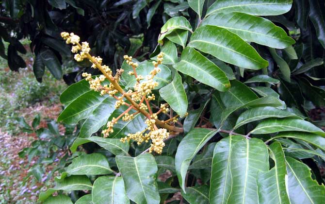 蜜源植物的種類及花期大全 龍眼