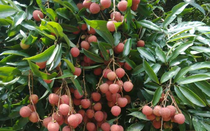 蜜源植物的種類及花期大全 荔枝