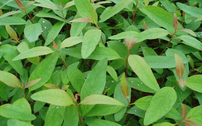 蜜源植物的種類及花期大全 桉樹