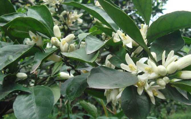 蜜源植物的種類及花期大全 柑橘