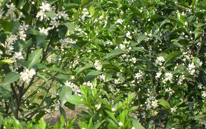 柑橘樹什么時候開花? 柑橘