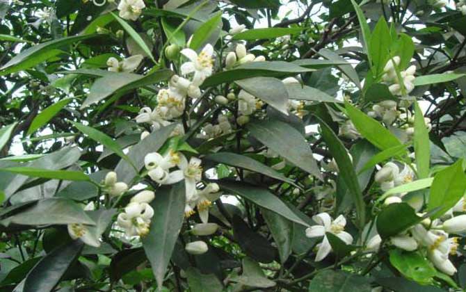 柑橘樹什么時候開花? 柑橘
