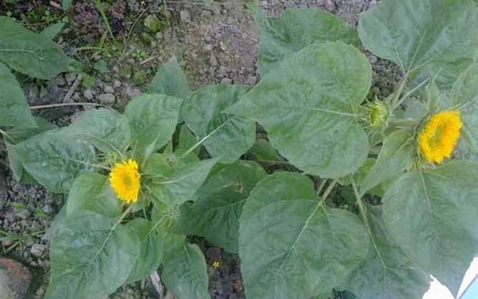 向日葵什么時候開花? 向日葵