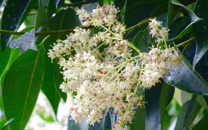 龍眼什么時候開花? 龍眼