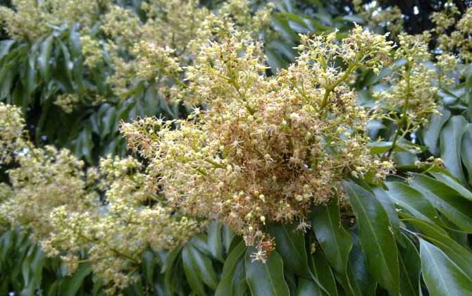 荔枝什么時候開花? 荔枝