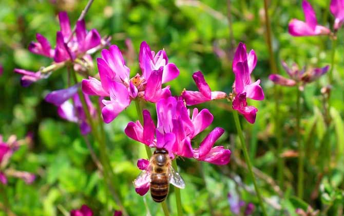 紫云英什么時(shí)候開花? 紫云英