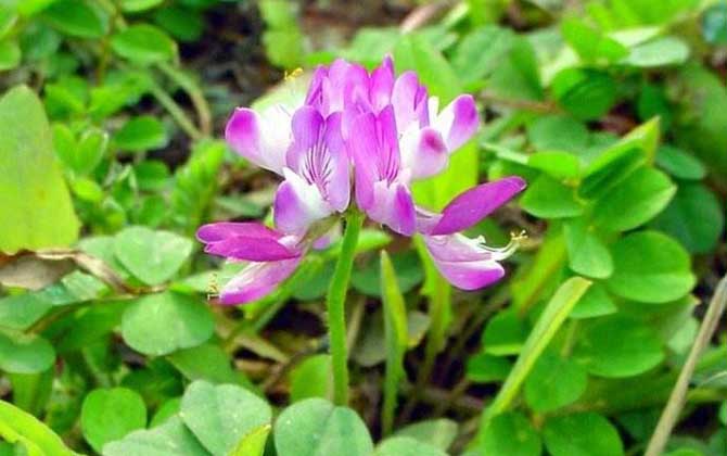 紫云英什么時(shí)候開花? 紫云英