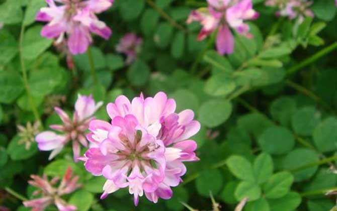 紫云英什么時(shí)候開花? 紫云英